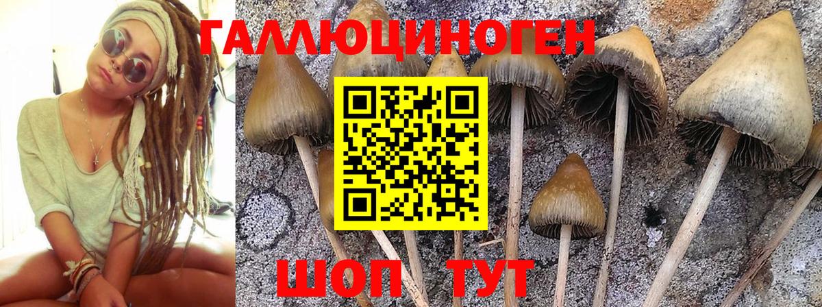 Псилоцибиновые грибы Psilocybe  Вход с VPN  Алатырь  цены наркотик  Псилоцибиновые грибы MAGIC MUSHROOMS 