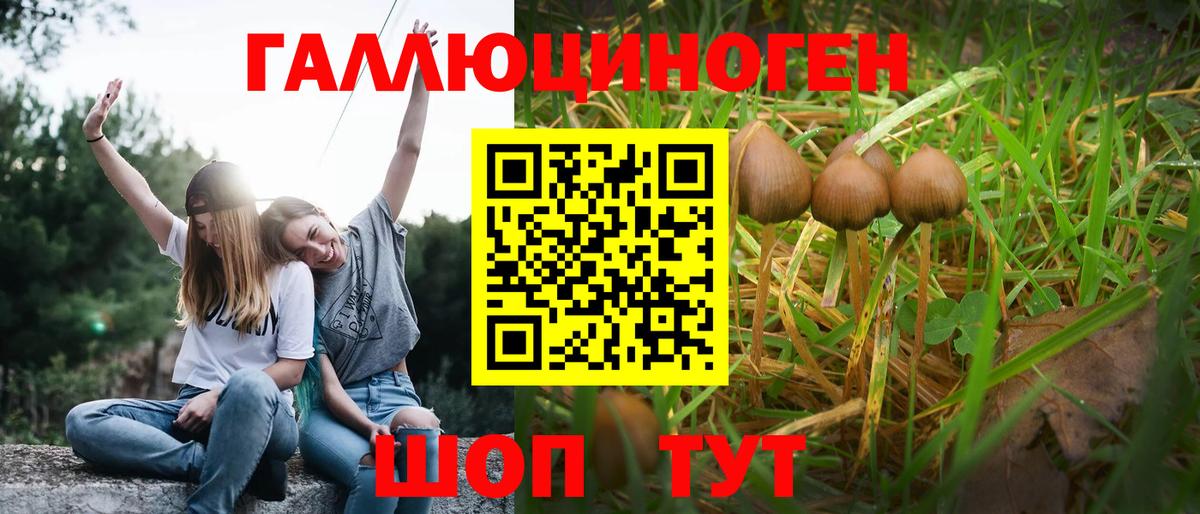 Псилоцибиновые грибы Psilocybe Алатырь