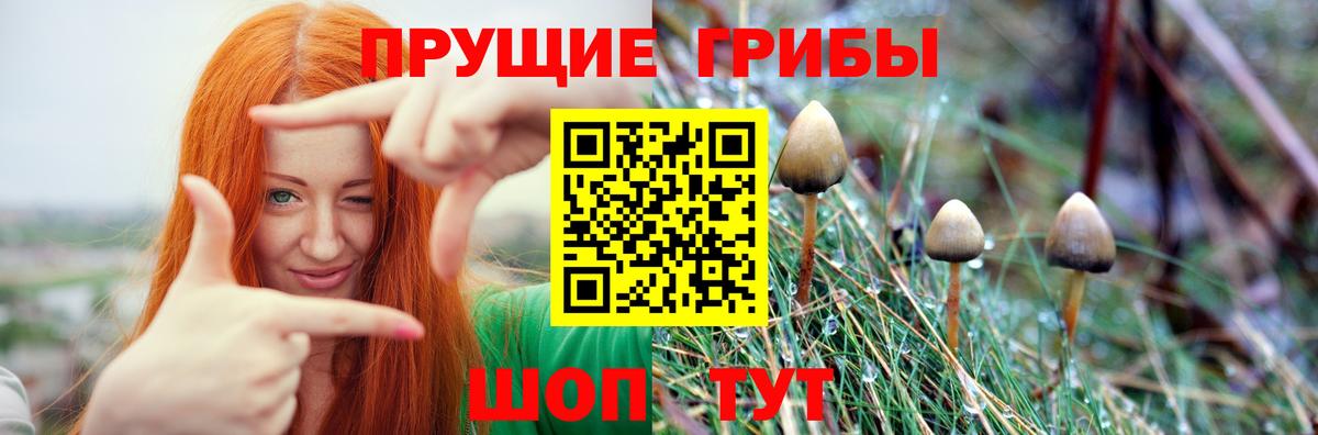 как найти наркотики  Псилоцибиновые грибы Psilocybe  Алатырь  Галлюциногенные грибы GOLDEN TEACHER 